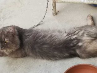 Persian cat (male)