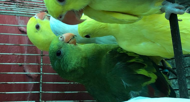 healthy and active parrots looking for new homes