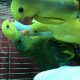 healthy and active parrots looking for new homes